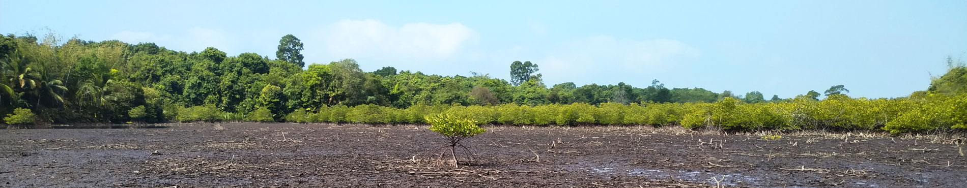 Mangrovenfläche in Myanmar